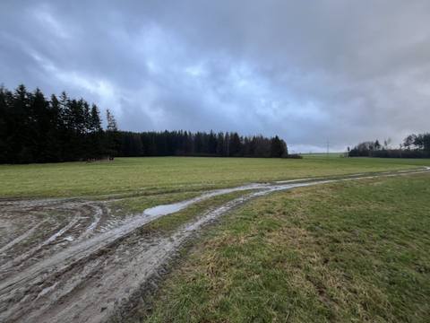 Wet meadow with deep wheel ruts and puddles in front of a forest edge