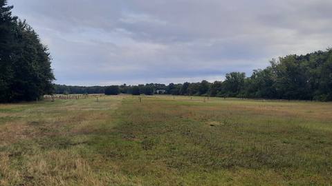 Photograph from the viewpoint: open grassland between forest edges